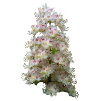 Extrait de marronnier d'Inde VENOCIN® (Aesculus hippocastanum)